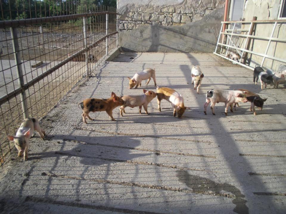 Agriturismo Agrifoglio San Giovanni Suèrgiu Екстериор снимка