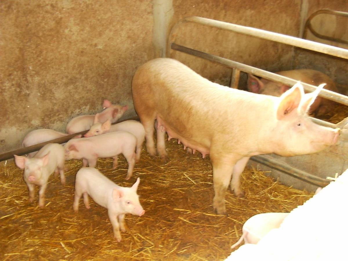 Agriturismo Agrifoglio San Giovanni Suèrgiu Екстериор снимка