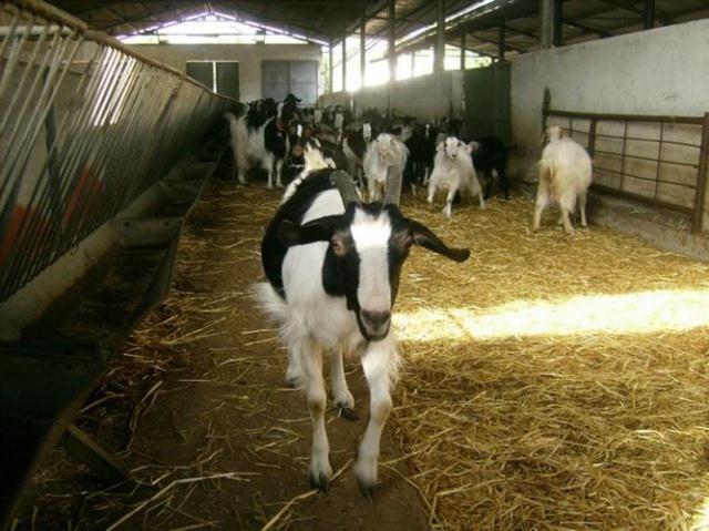 Agriturismo Agrifoglio San Giovanni Suèrgiu Екстериор снимка