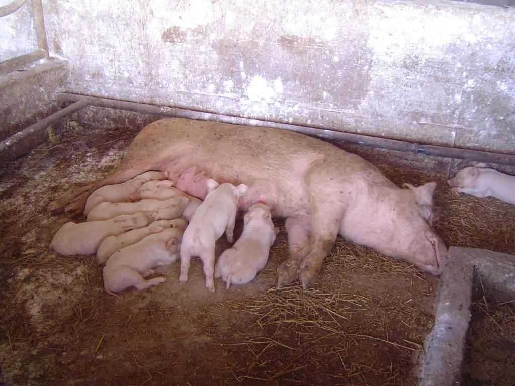 Agriturismo Agrifoglio San Giovanni Suèrgiu Екстериор снимка