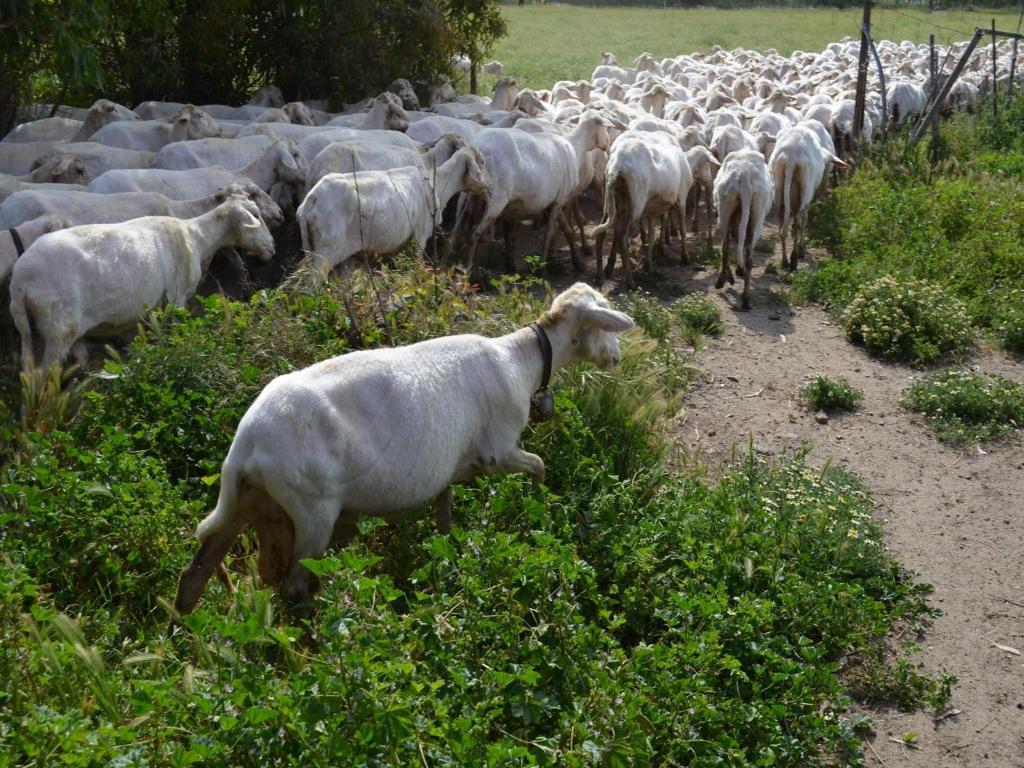 Agriturismo Agrifoglio San Giovanni Suèrgiu Екстериор снимка