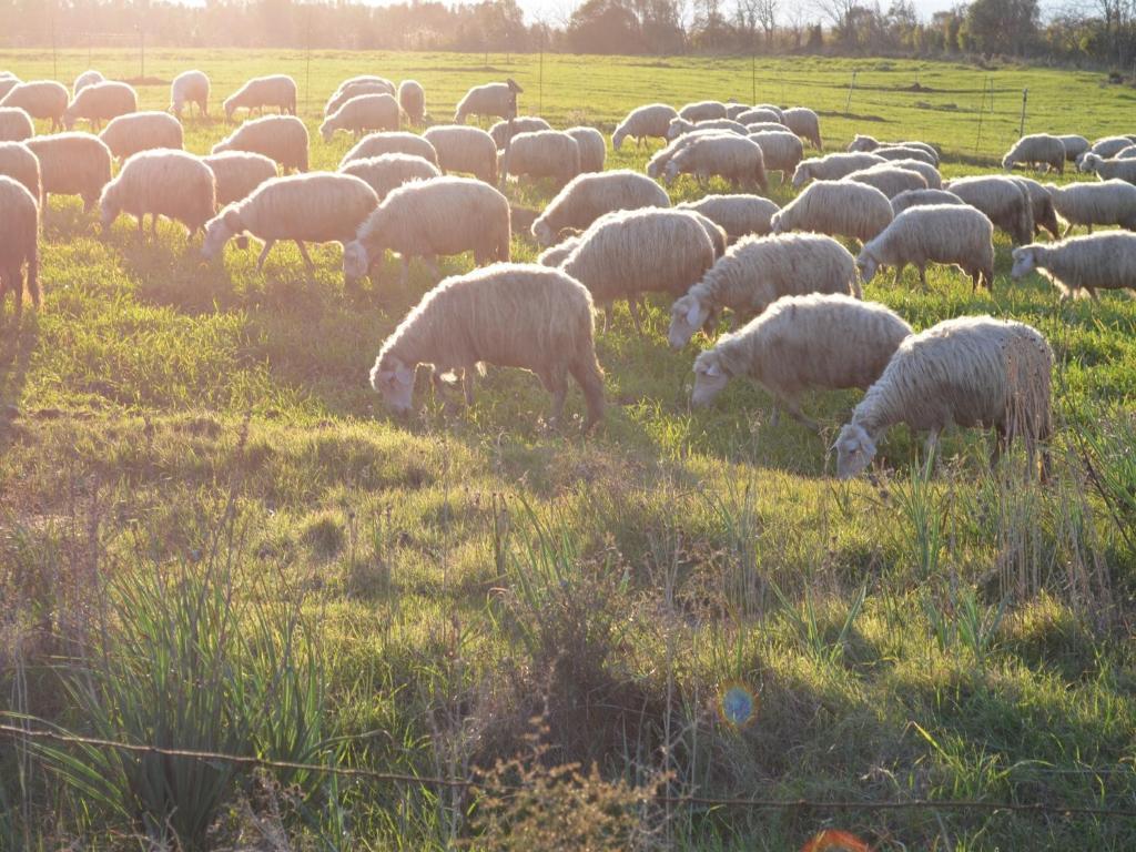 Agriturismo Agrifoglio San Giovanni Suèrgiu Екстериор снимка