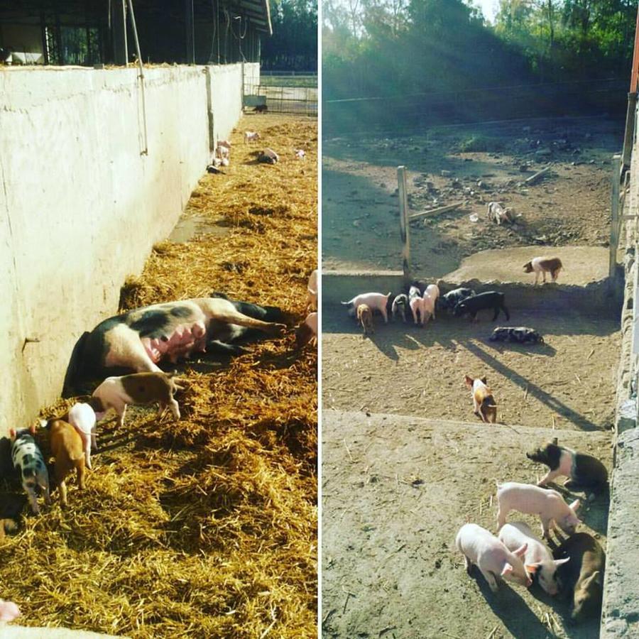 Agriturismo Agrifoglio San Giovanni Suèrgiu Екстериор снимка